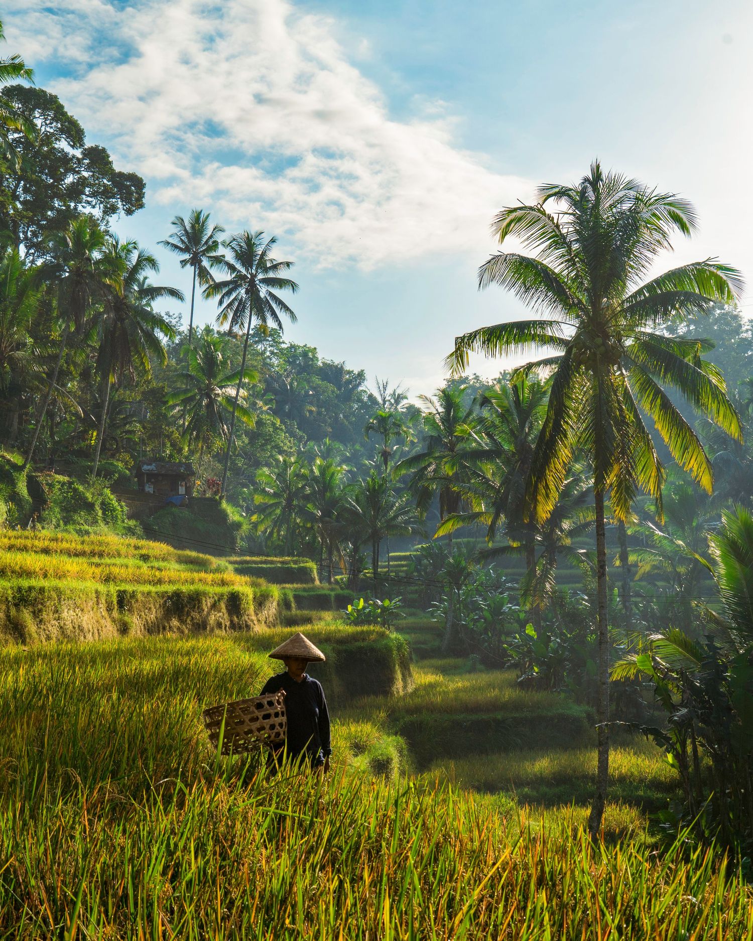 Scenic travel photograph of a rice farmer walking through lush green terraces in Bali under a bright morning sky.
