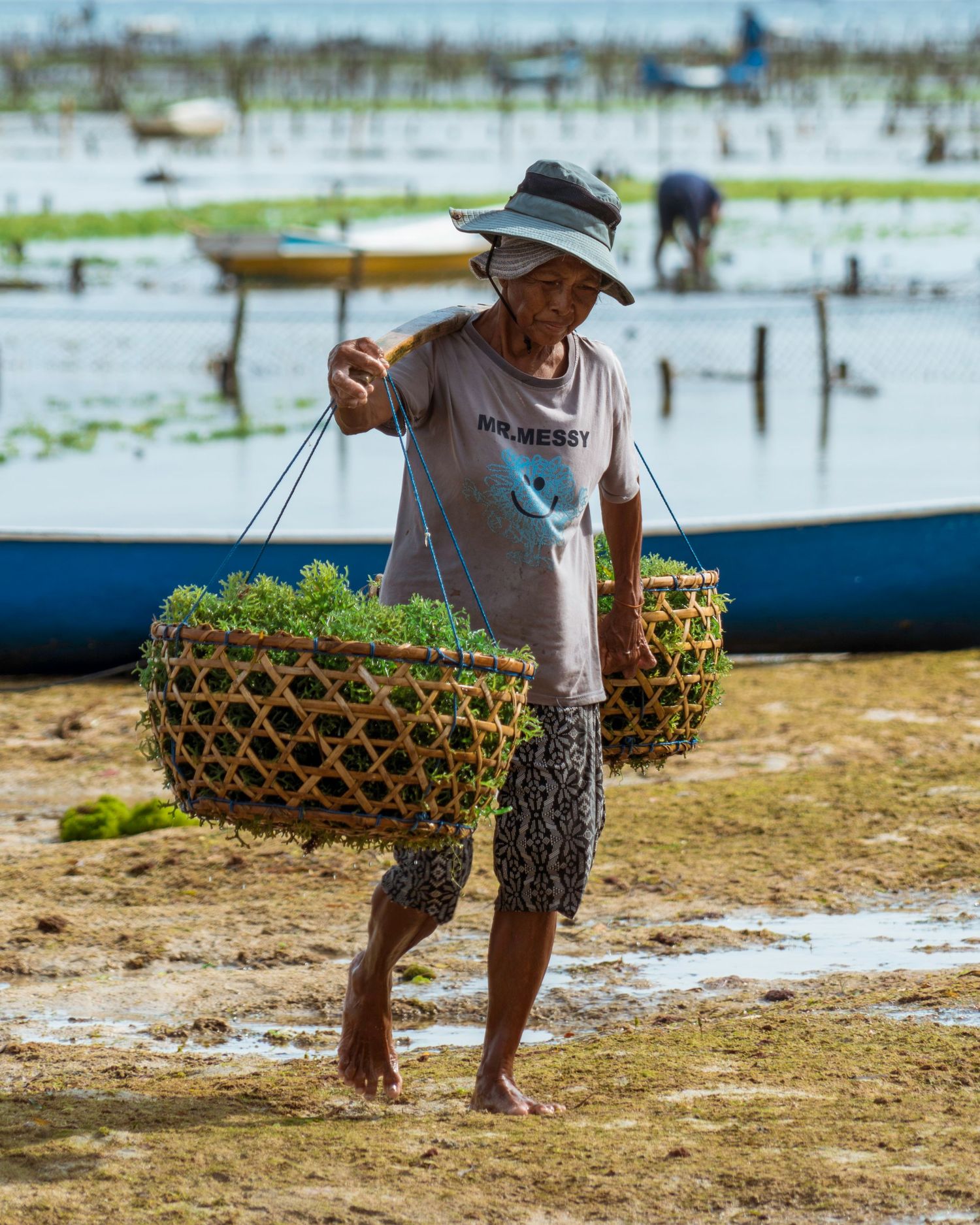 Local farmer carrying traditional baskets of seaweed harvest on a coastal shore.