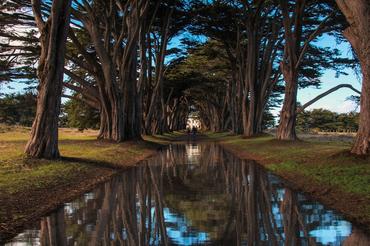 A scenic row of cypress trees reflects in calm water along a path at sunset creating a mirror-like effect.