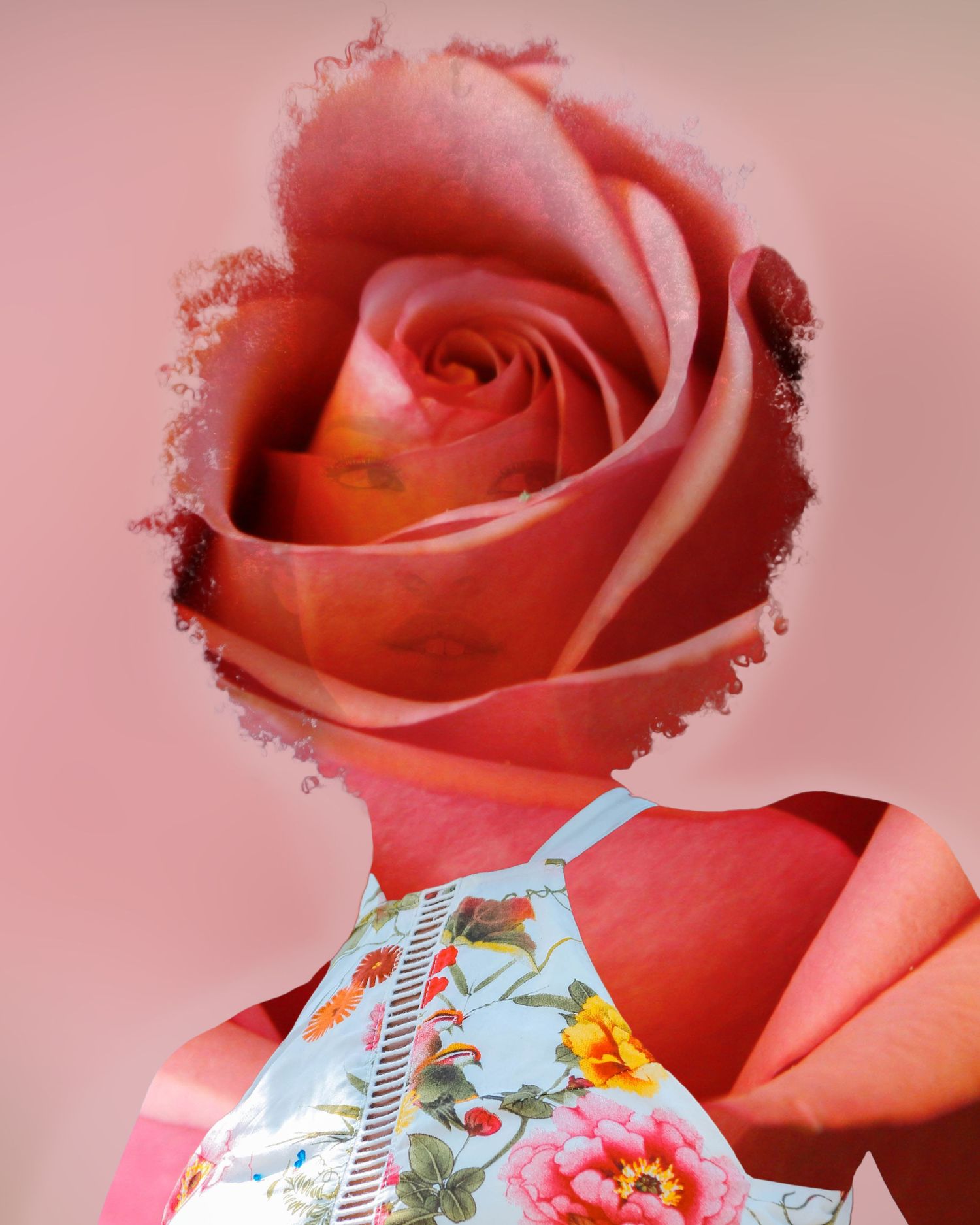 Close-up view of pink roses with delicate petals against a soft blush background.