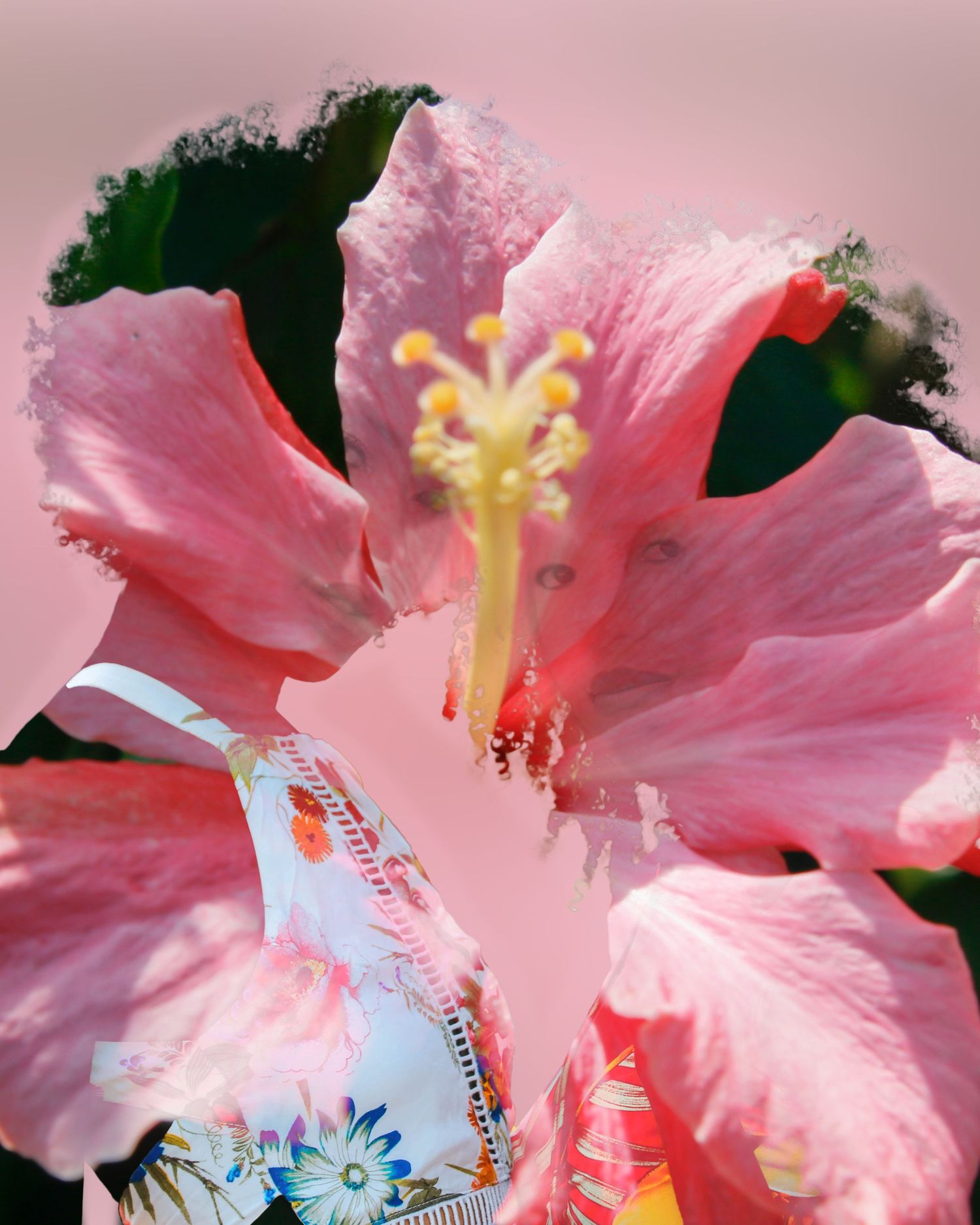 Pink hibiscus flowers with yellow stamens photographed from below against a light pink sky.