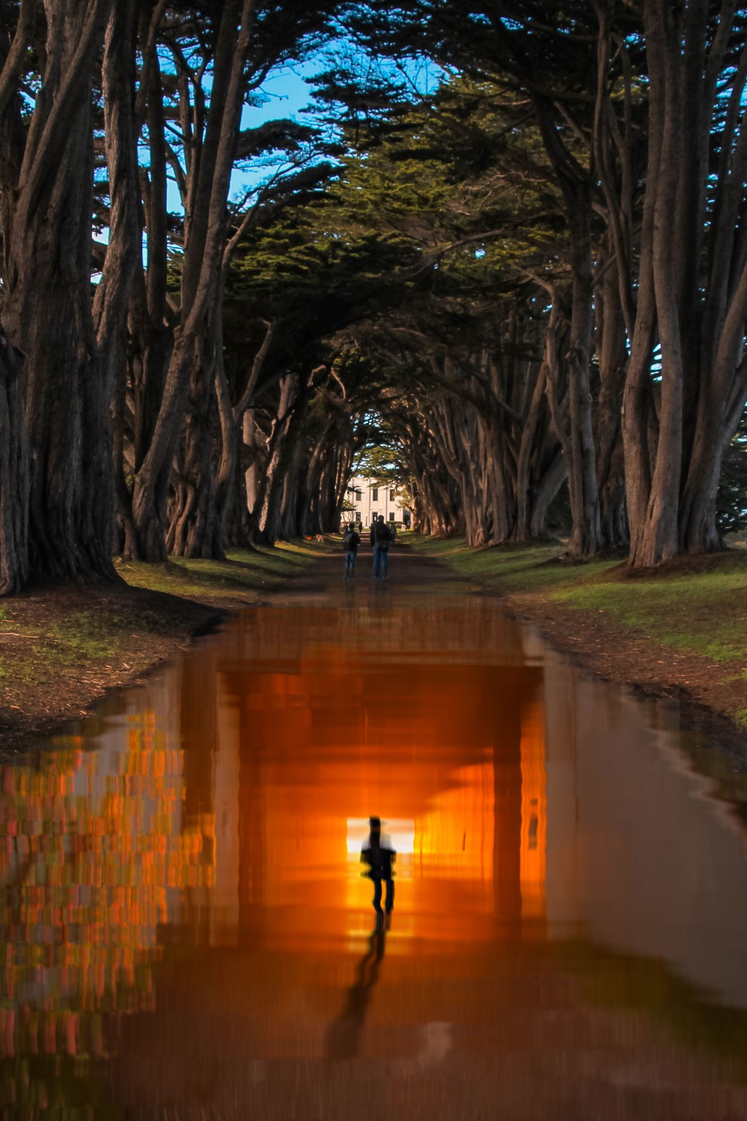 Dramatic tree-lined path with silhouette and orange sunset reflections creating a mystical atmosphere.