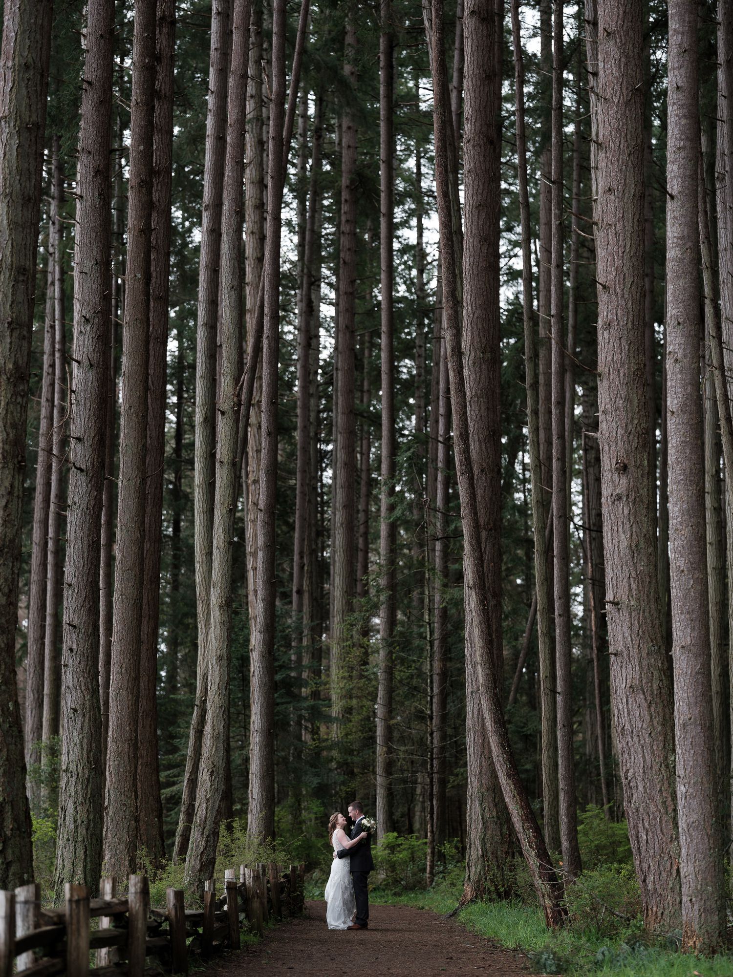Towering pine trees form symmetrical rows in a majestic forest grove.
