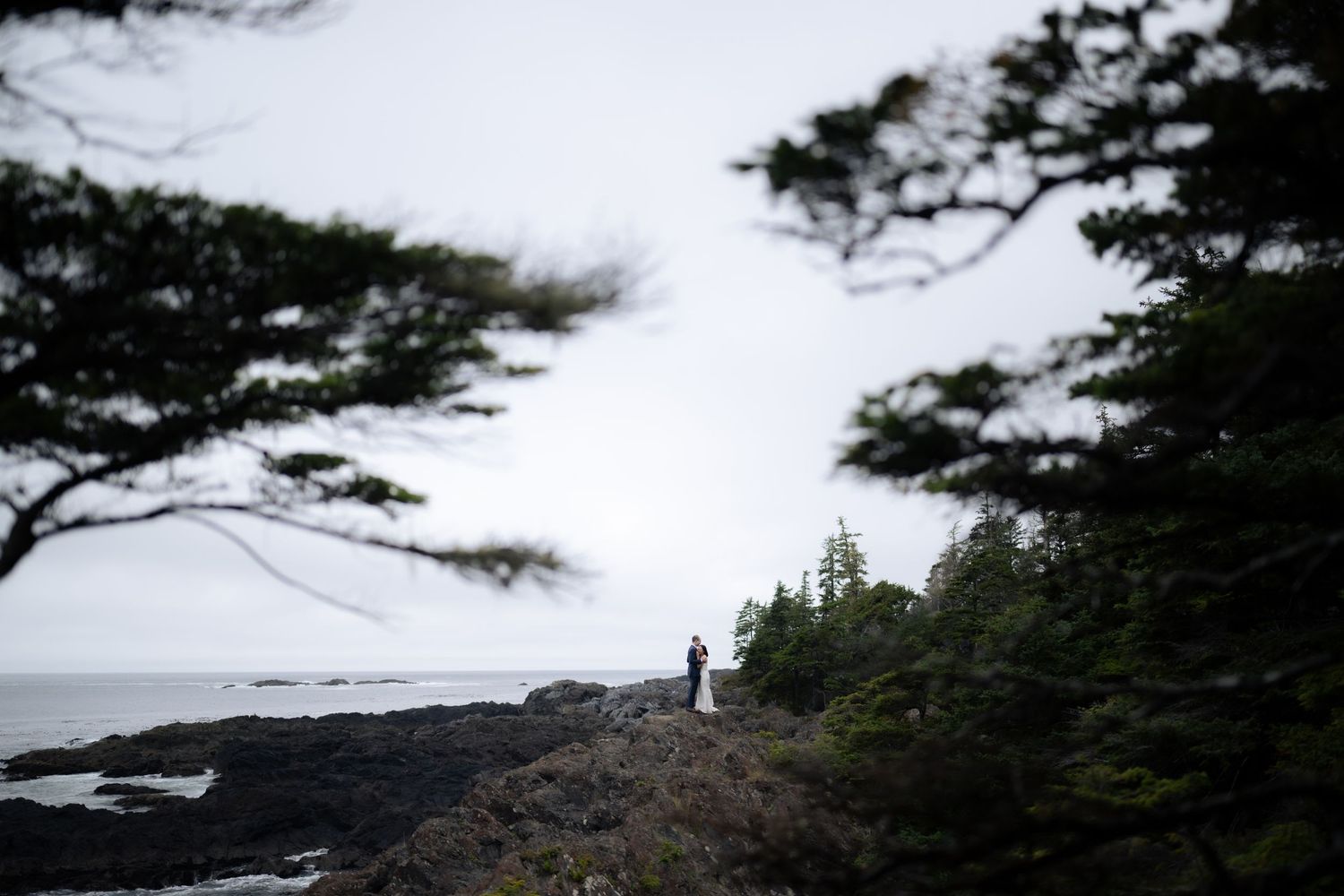 Dramatic coastal landscape with evergreen trees silhouetted against a misty sky.