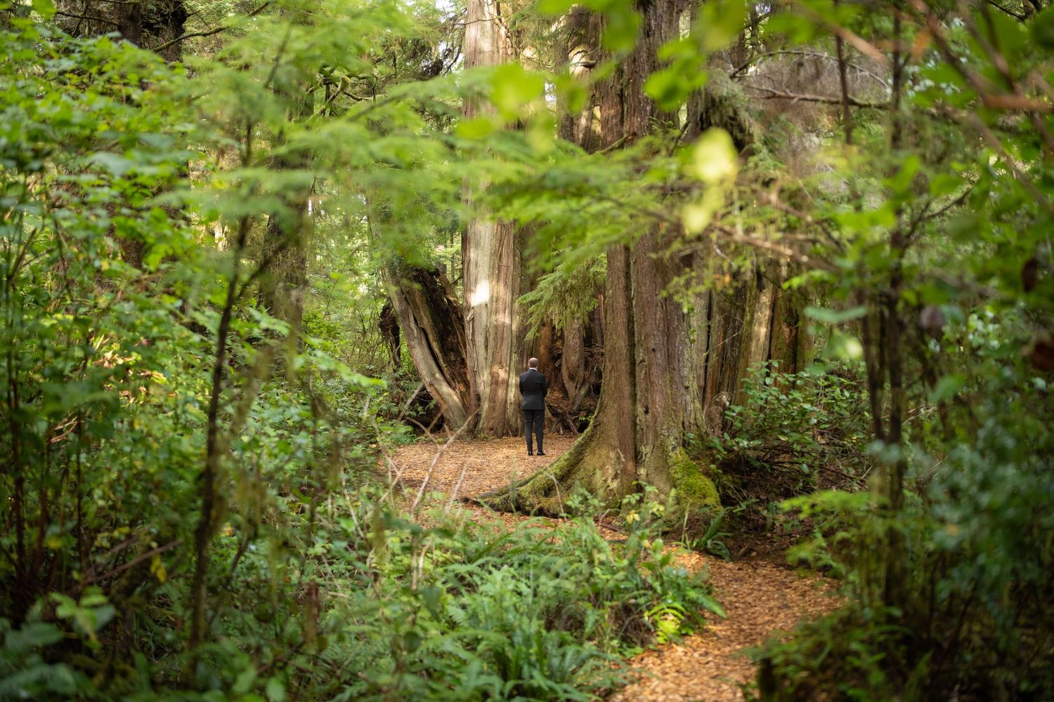 Sunlight filters through dense forest trees creating a magical woodland atmosphere on a dirt trail.