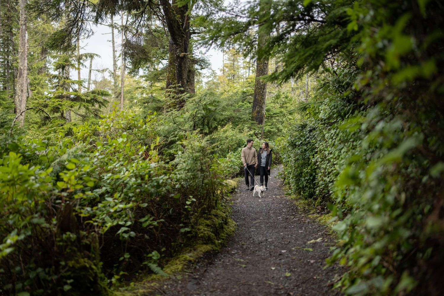Forest path lined with tall evergreen trees leading to the ocean.