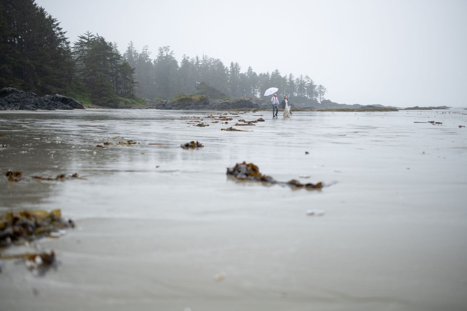 Foggy seascape with evergreen trees lining the rocky coastline.