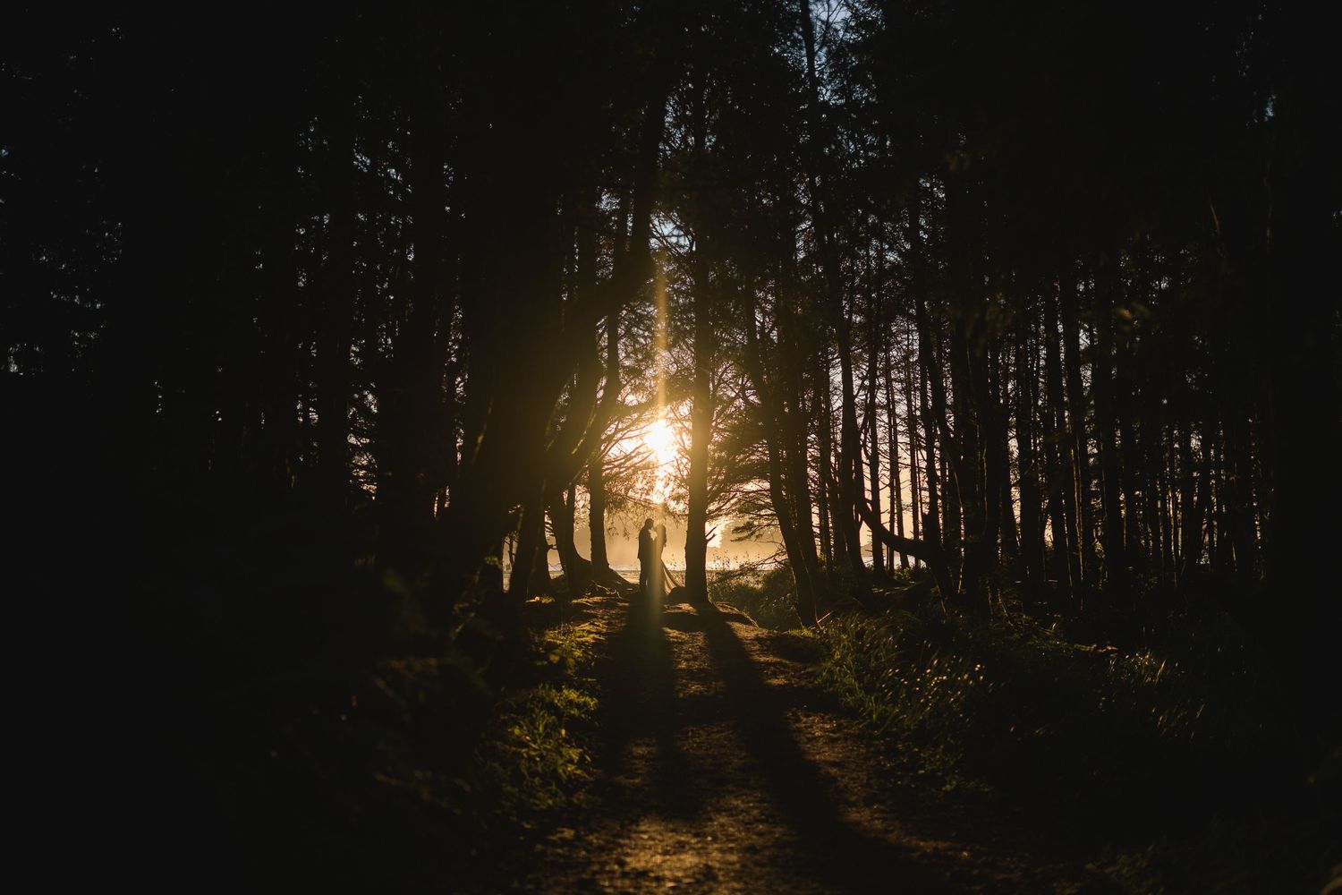 Golden sunlight streams through silhouetted forest trees at dusk.