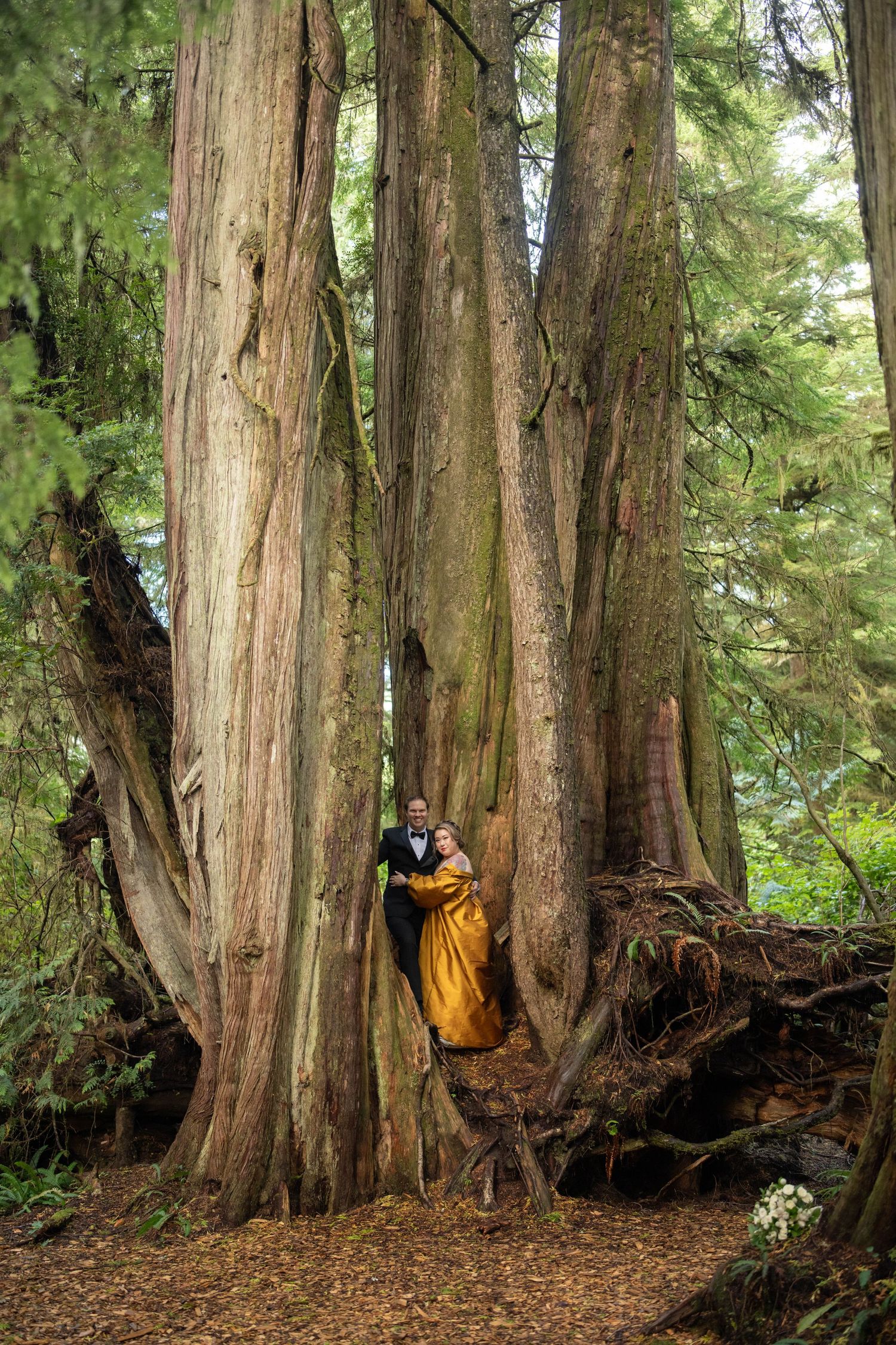 Majestic cedar trees tower over a forest floor covered in fallen leaves and natural debris.