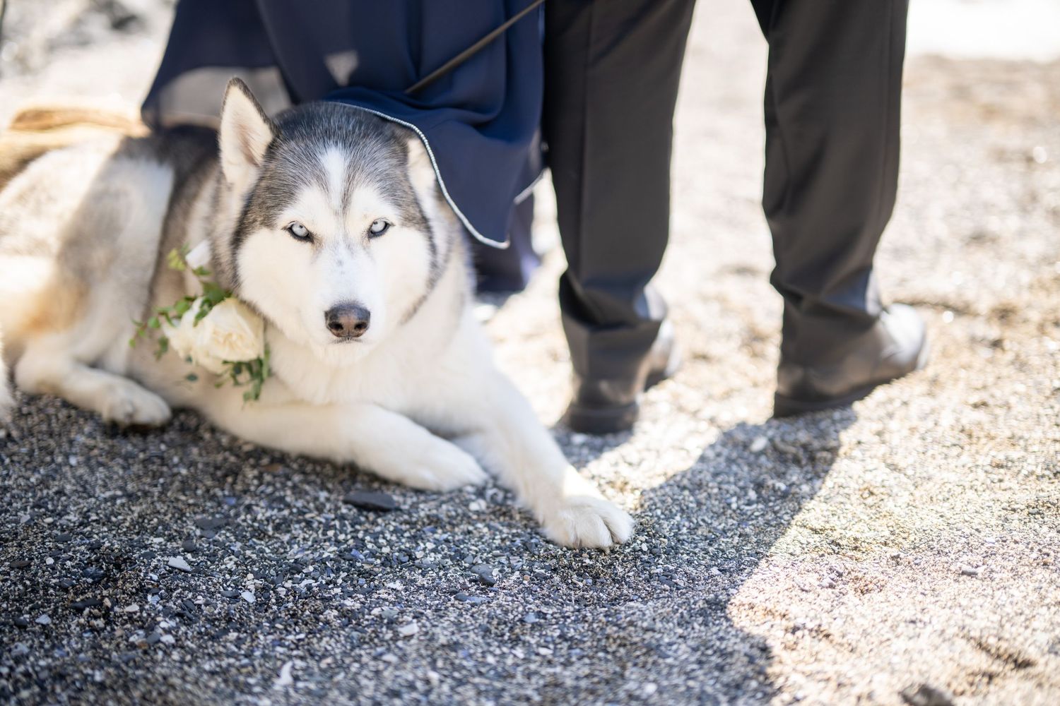 Husky dog lying on beach sand during a wedding ceremony.