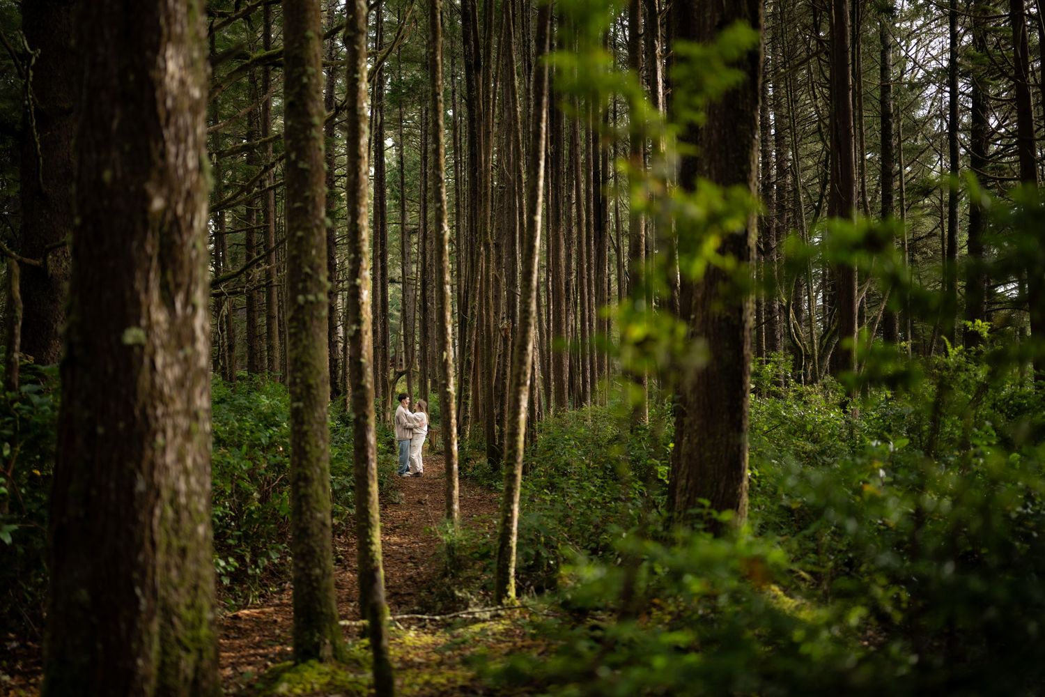 Panoramic view of a dense pine forest with tall straight trunks and green undergrowth.