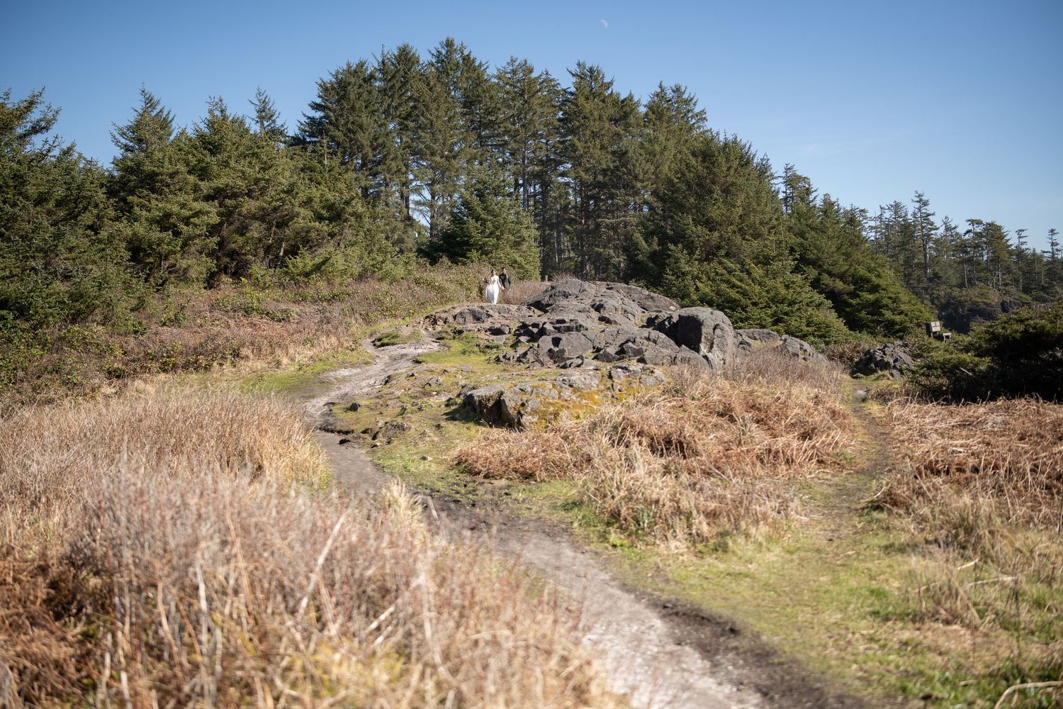 Rugged coastal hiking path with evergreen trees and blue skies.