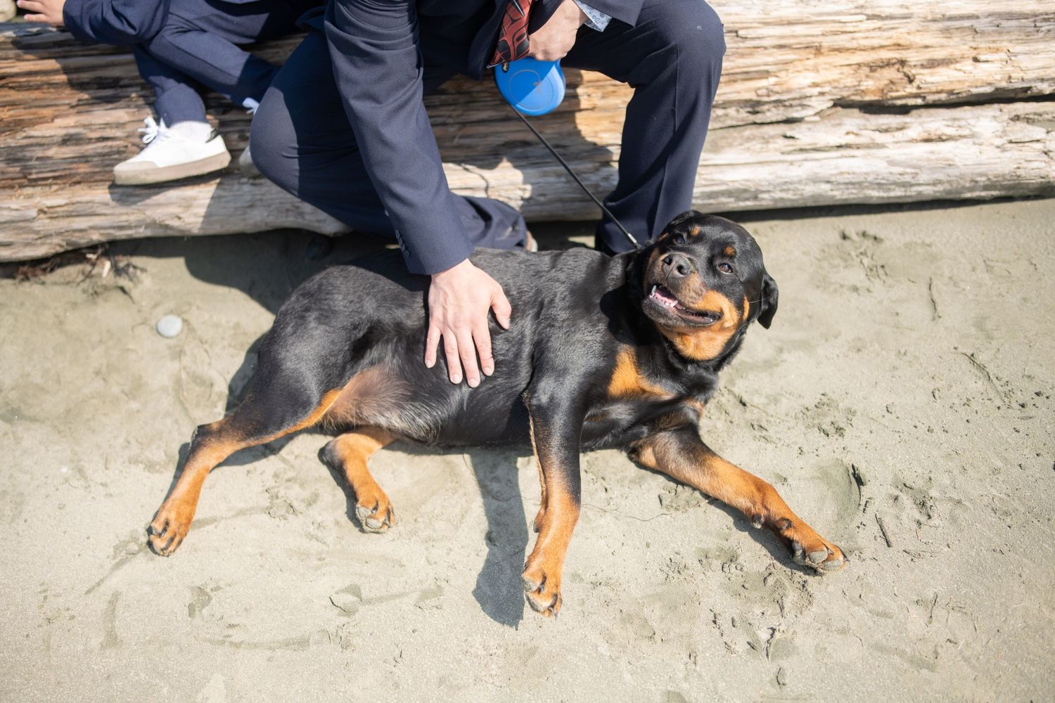 A dog rests on the sandy beach next to people sitting on driftwood.