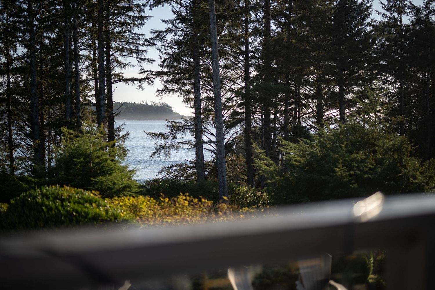 Scenic ocean view through tall pine trees at coastal wedding venue.