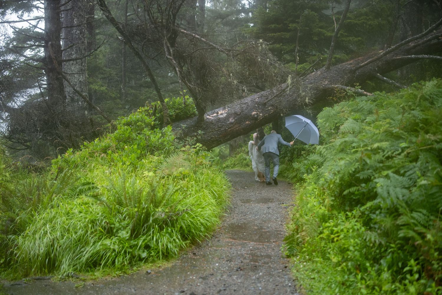 Misty coastal trail with lush green vegetation and evergreen trees.