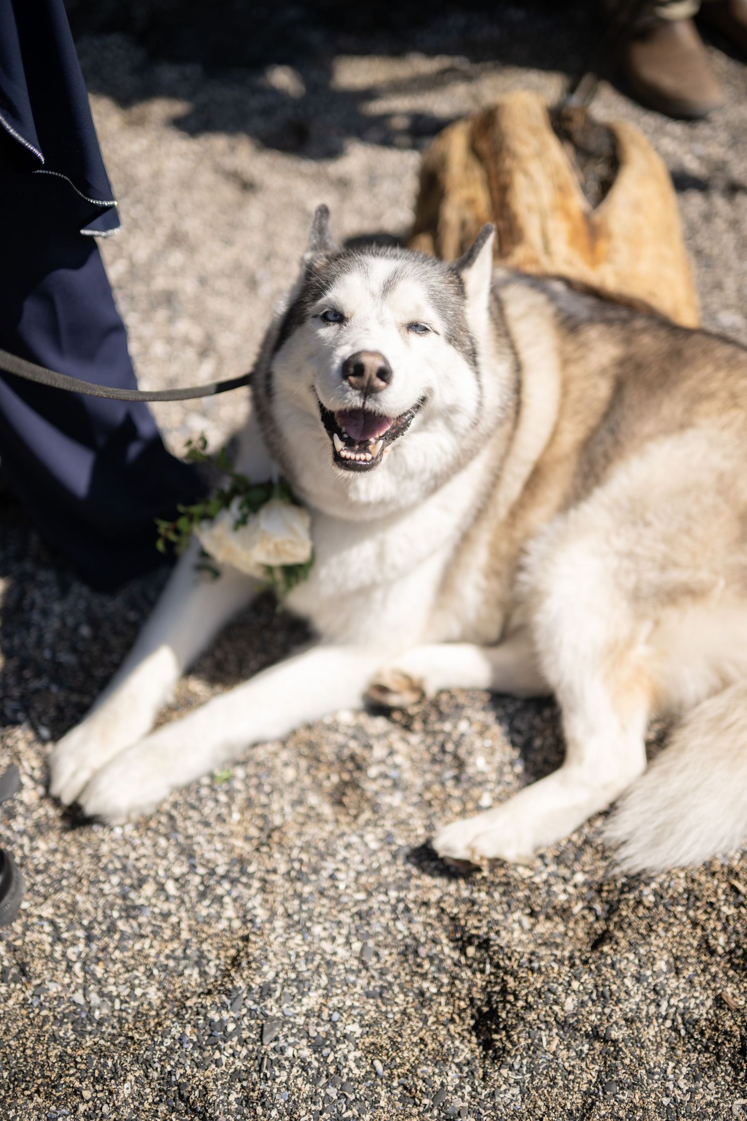 Happy husky dog smiling while lying on beach during wedding event.