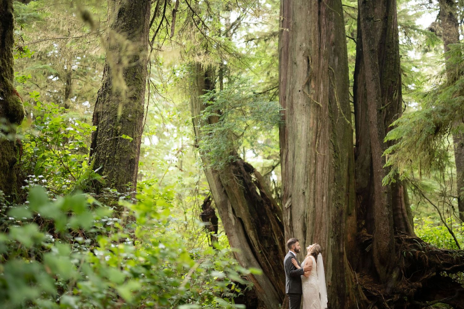 Sunlight filters through tall cedar trees in a verdant forest setting.