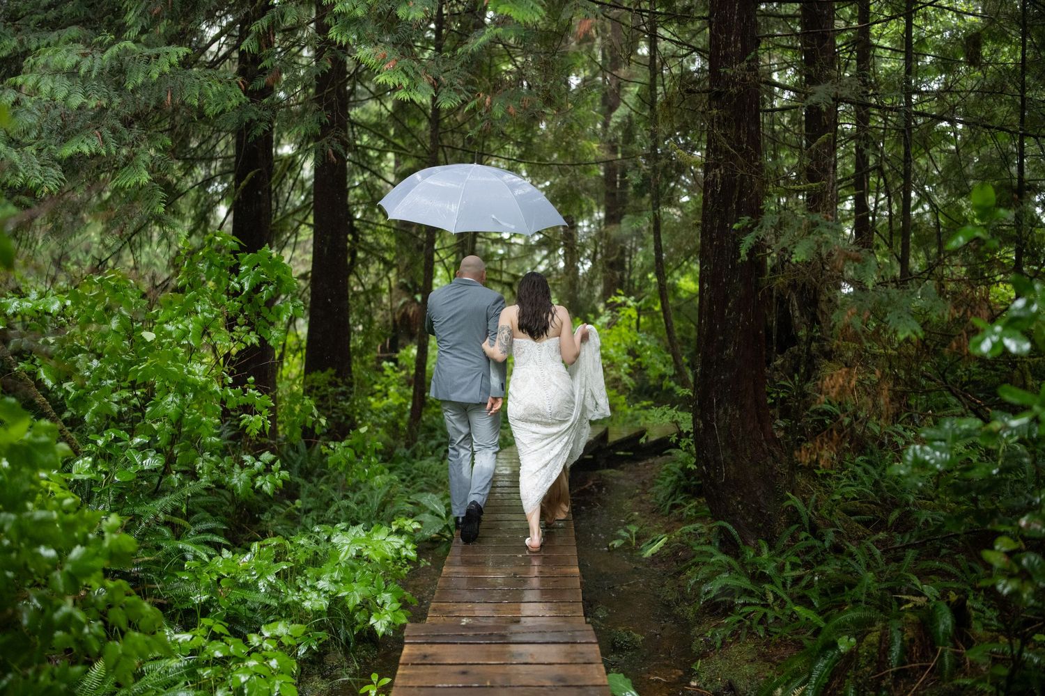 Forest path surrounded by lush green vegetation and tall evergreen trees.