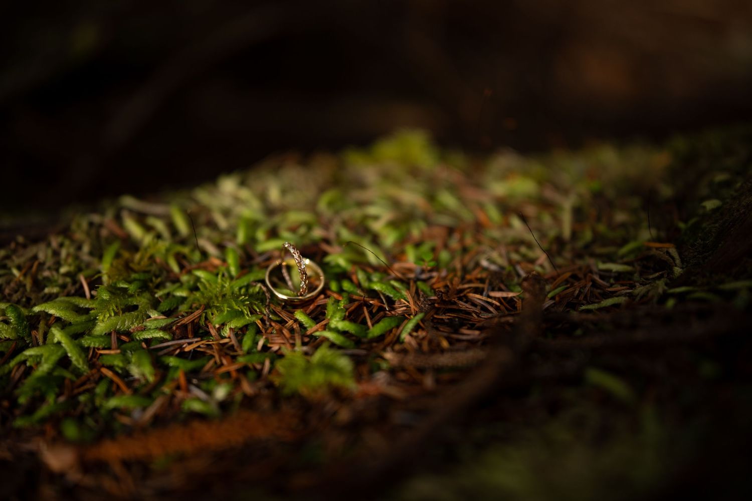 Macro shot of moss and forest floor details in natural light.