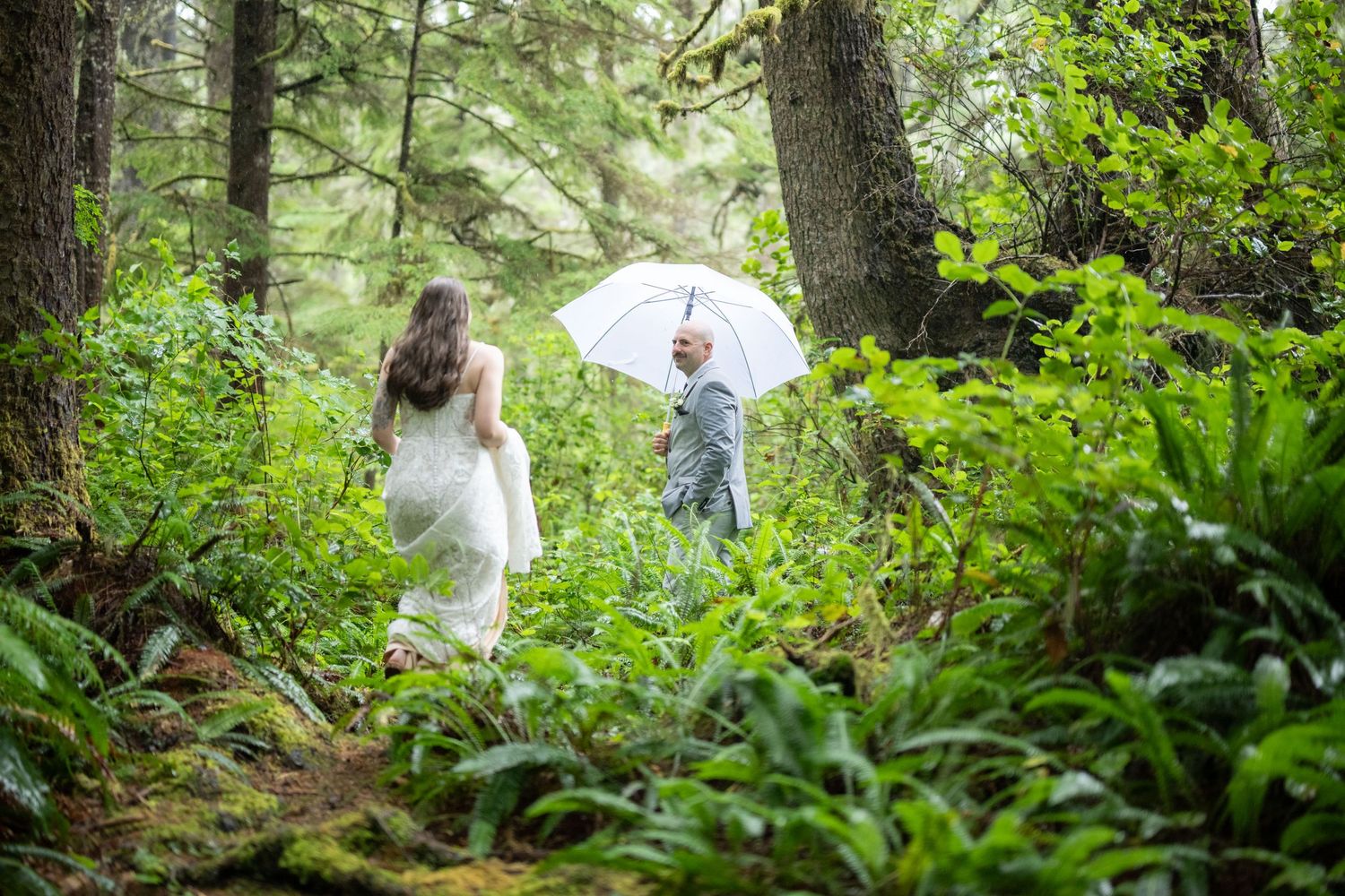 Forest path winding through dense green undergrowth and tall trees.