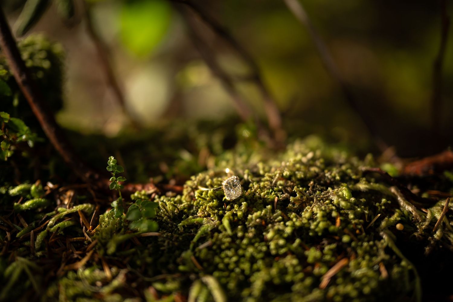 Close-up nature detail of green moss and forest floor vegetation.