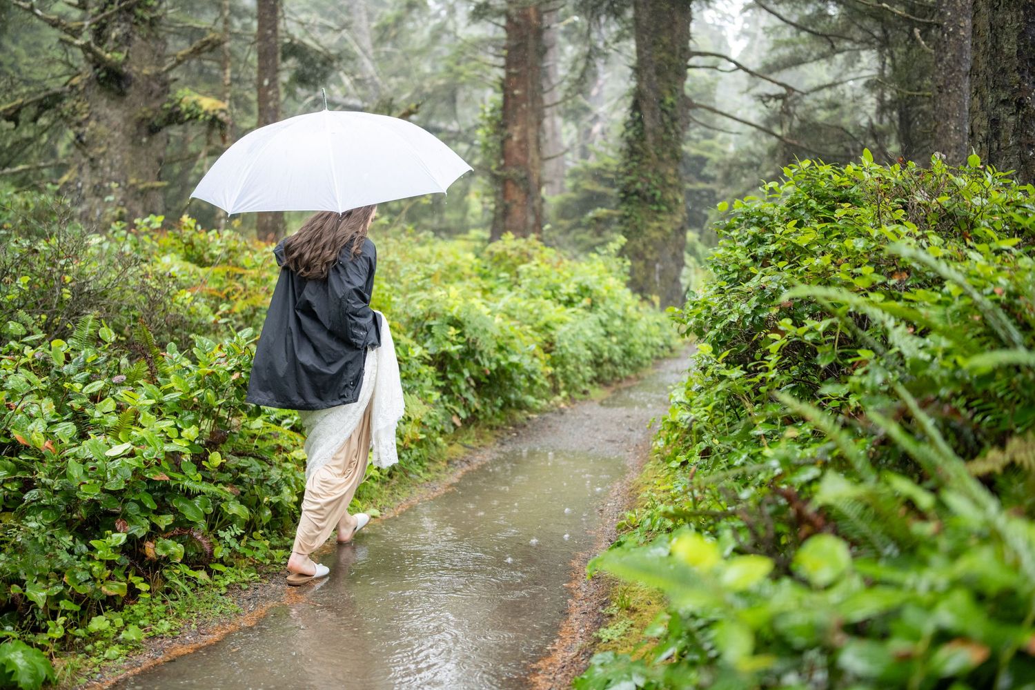 Rain-soaked forest path winding through lush green vegetation.