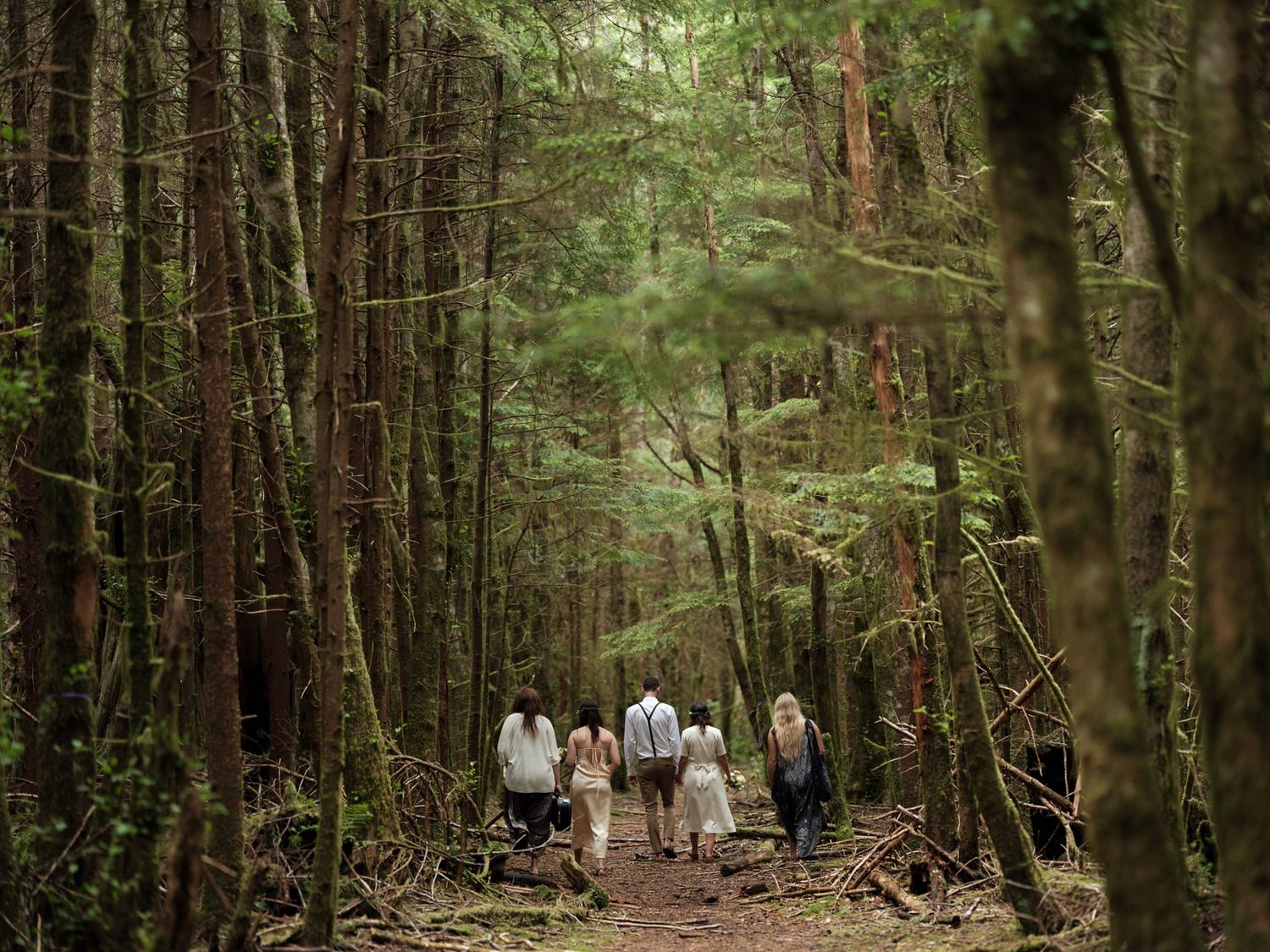 Tall evergreen trees create a natural pathway through a dense forest.