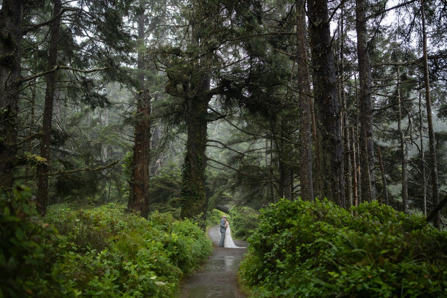 Foggy forest path lined with tall evergreen trees and green undergrowth.