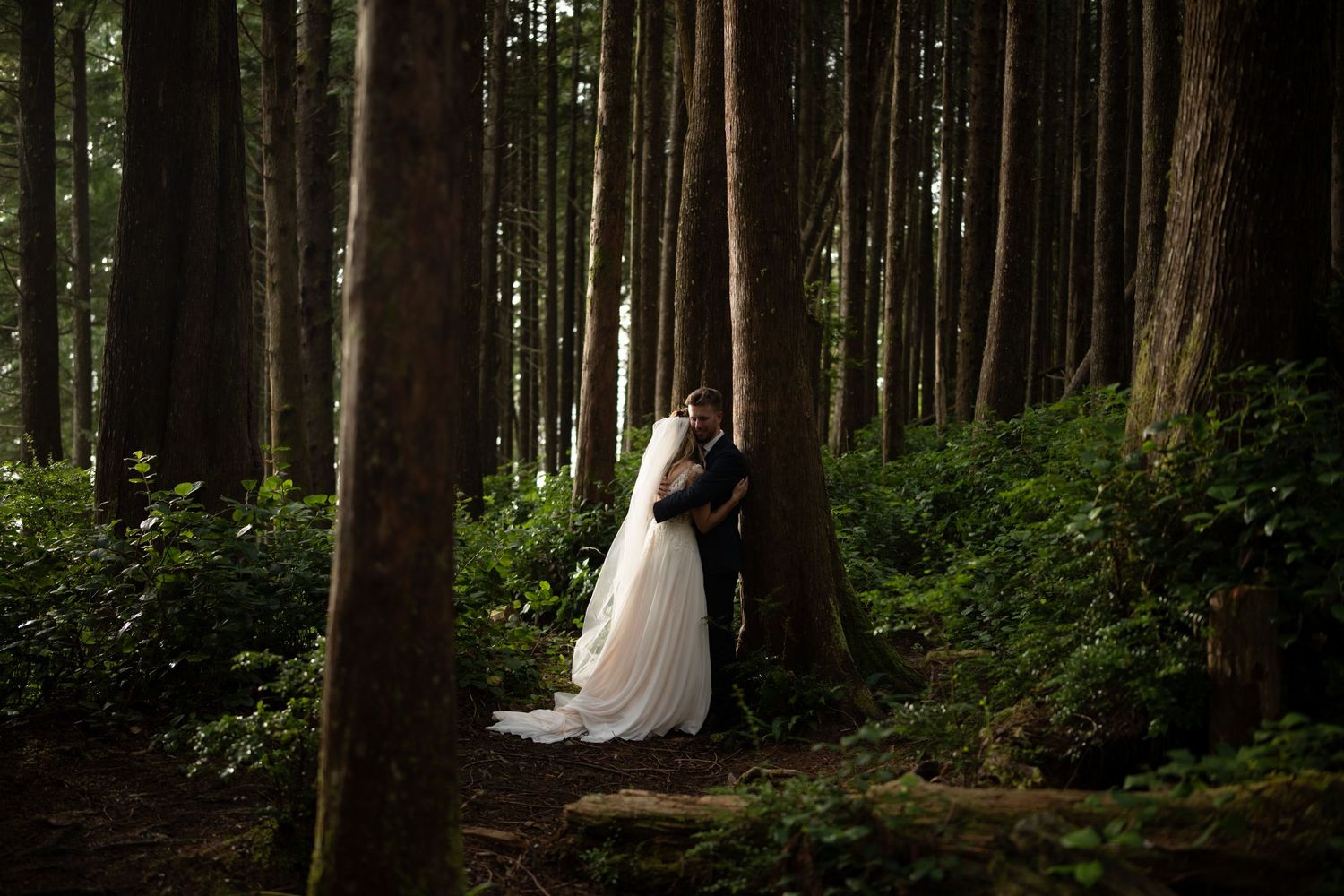 Wedding ceremony location in majestic forest with towering evergreen trees.