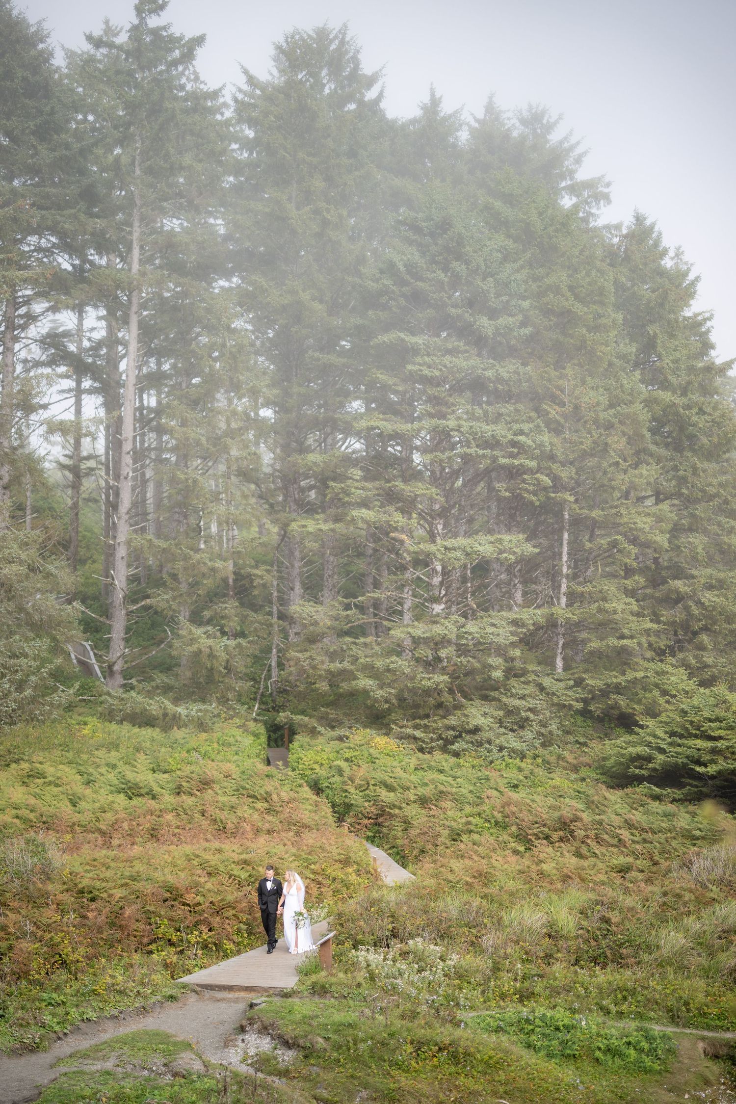 Misty forest landscape with winding boardwalk path through coastal vegetation.