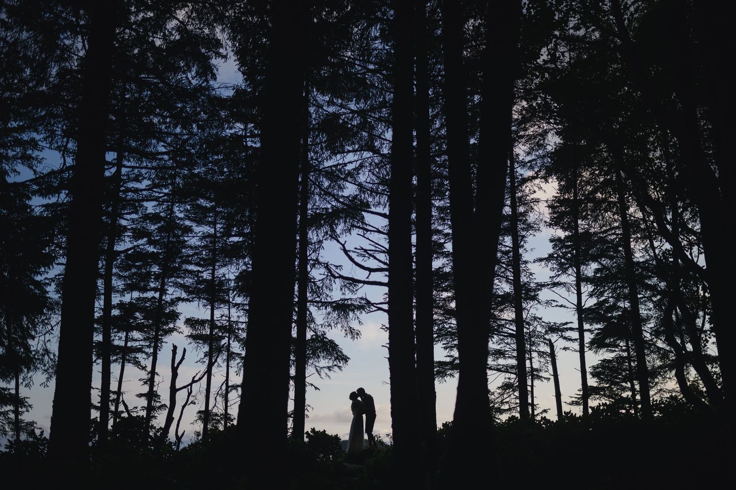 A silhouetted couple stands among tall pine trees at dusk.
