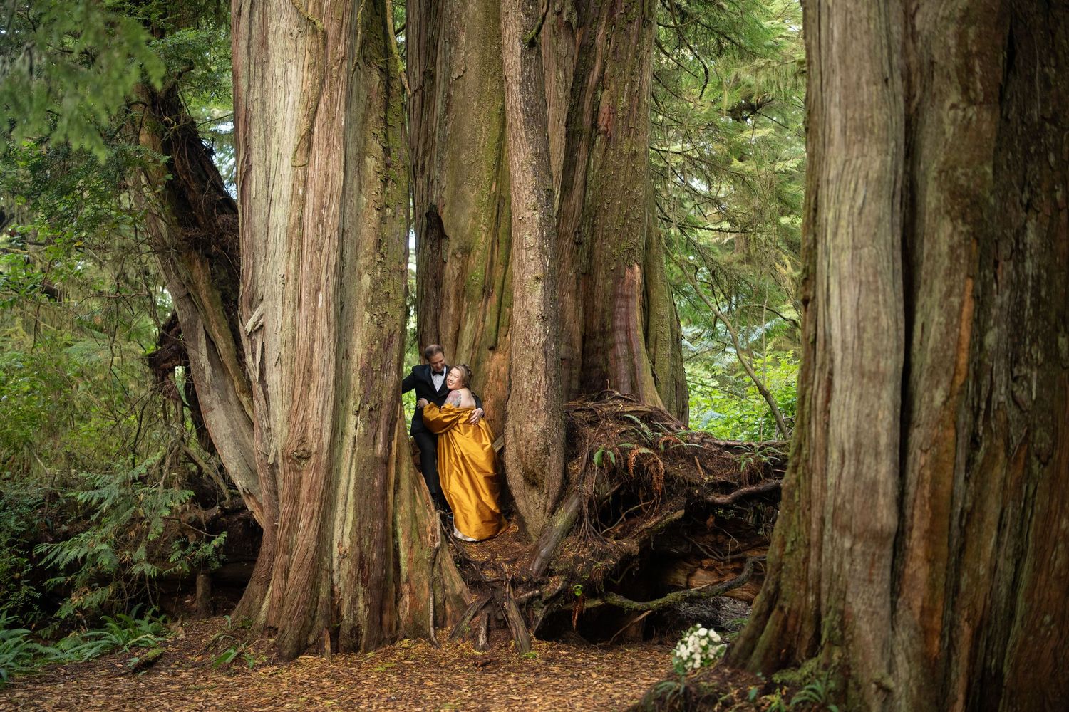 Ancient cedar trees create a natural cathedral-like setting in a peaceful forest grove.