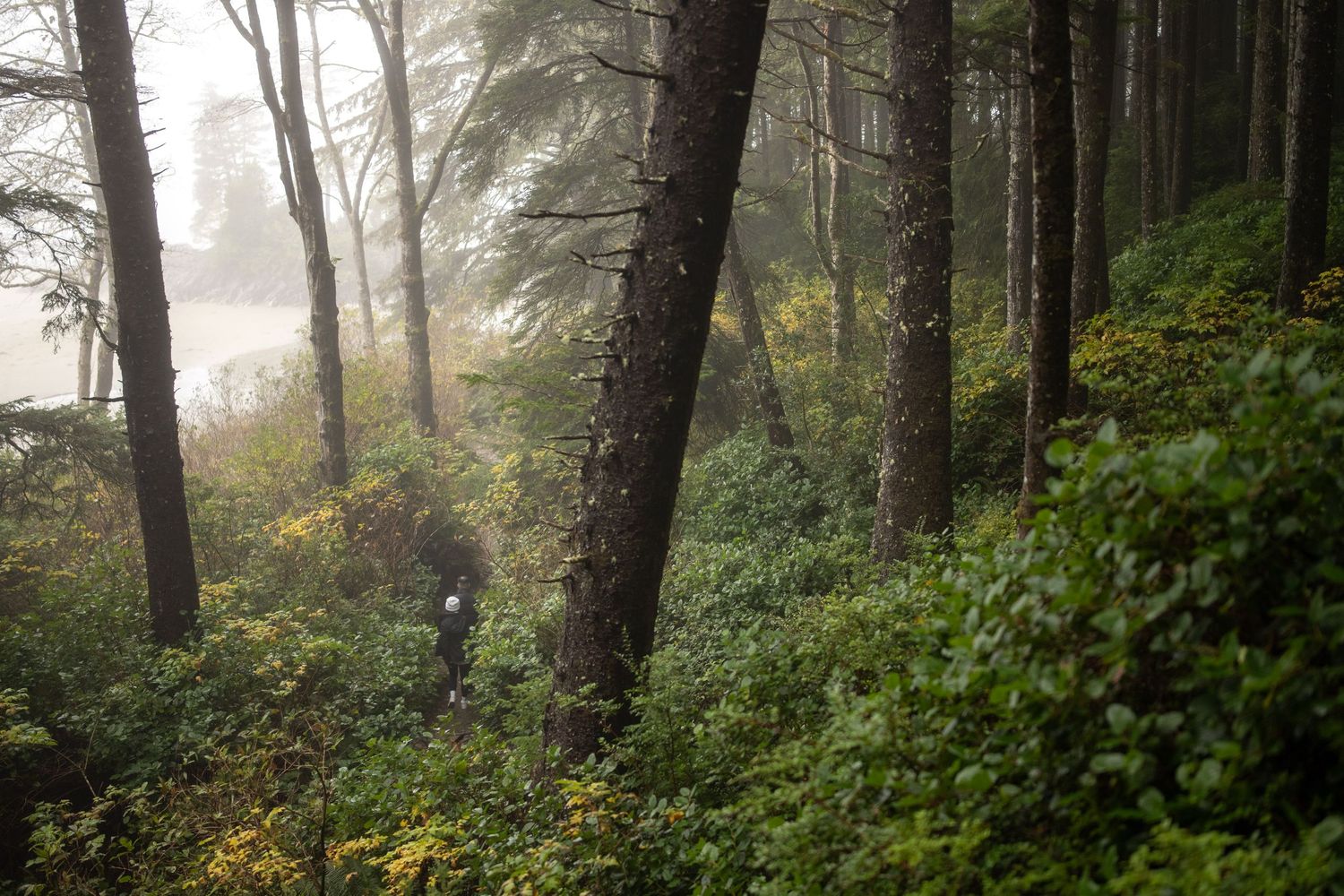 Misty forest scene with tall evergreen trees in the Pacific Northwest.