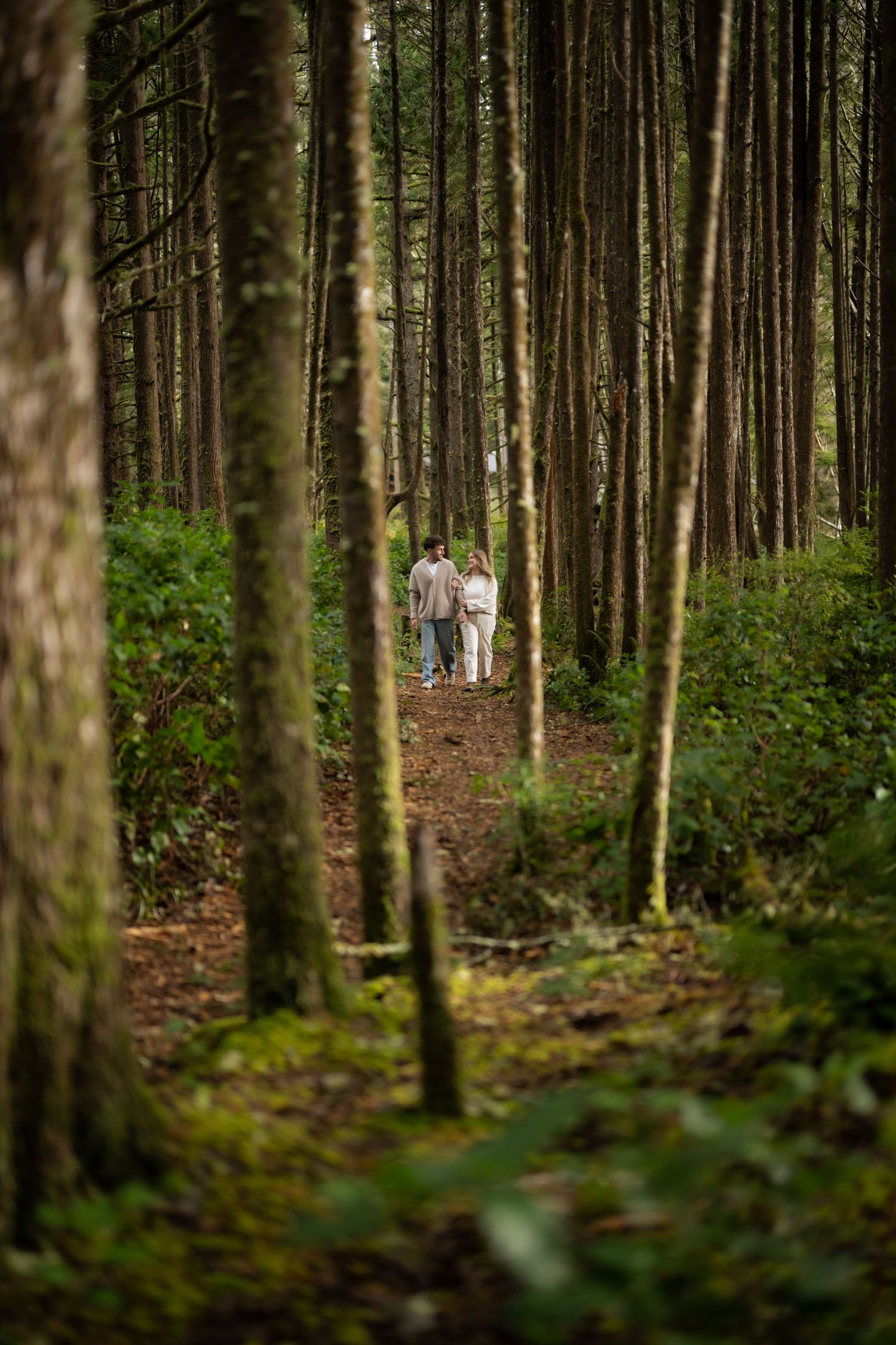 Pine forest landscape with tall straight trees and undergrowth creating a natural corridor.