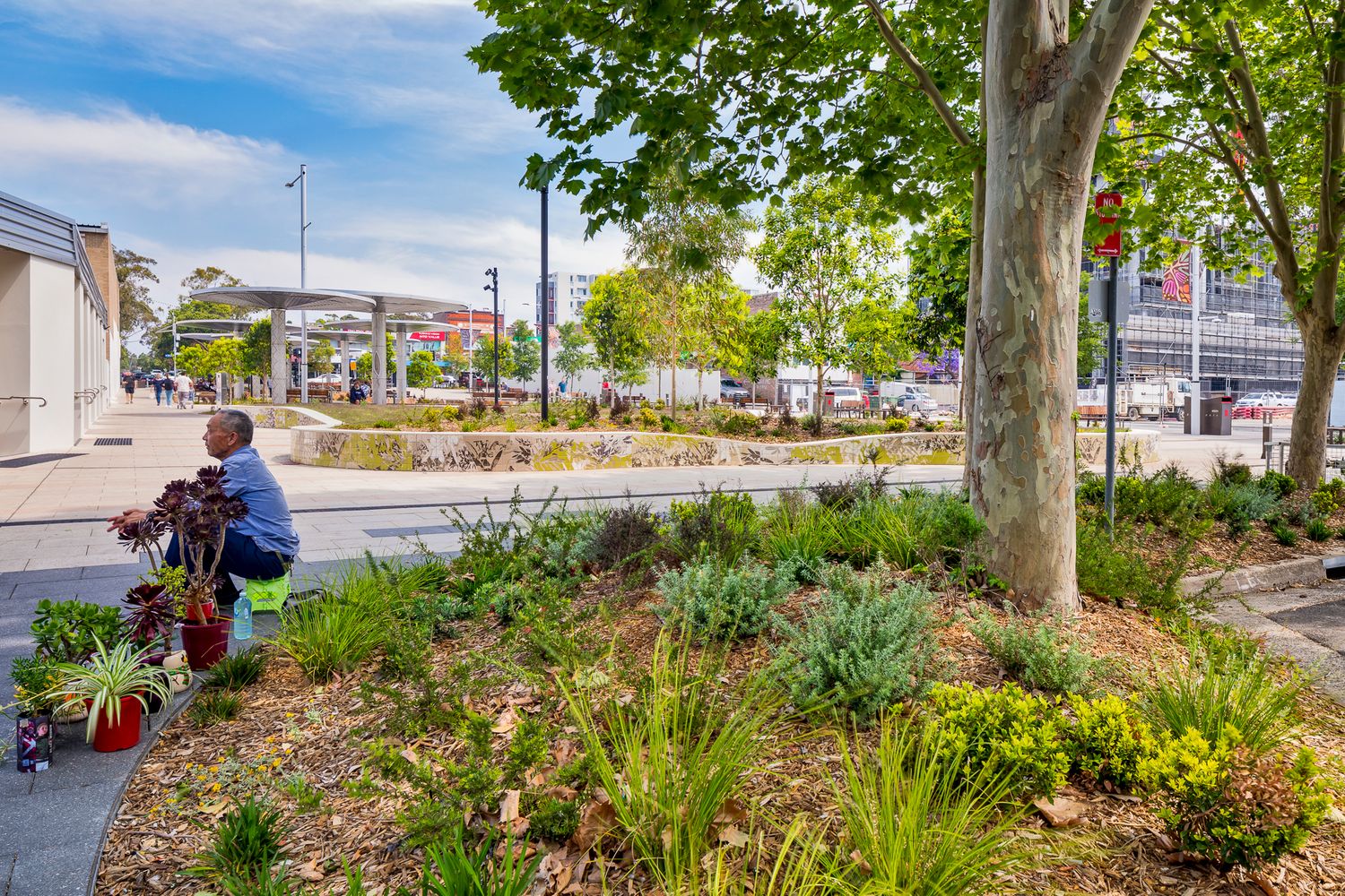 A person tends potted plants beside a landscaped garden bed of native grasses and trees in a sunny urban streetscape.