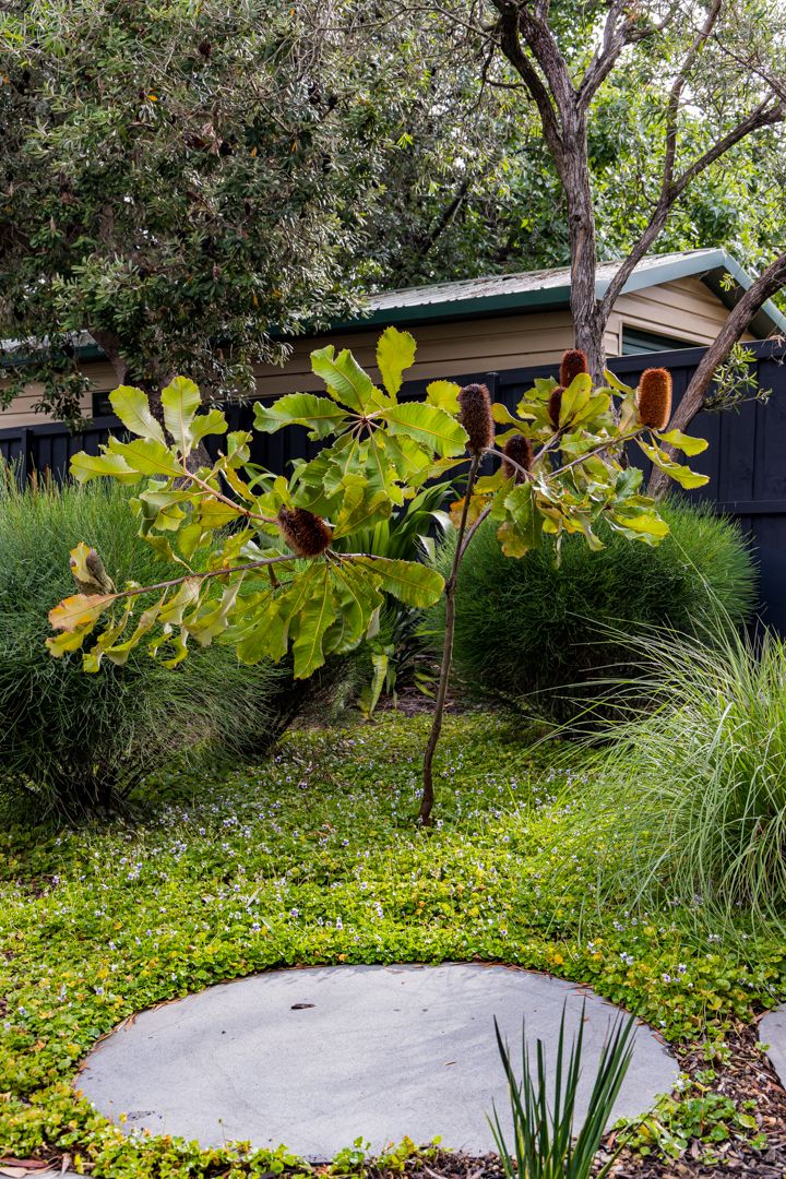 Native banksia tree with green leaves and cones in a landscaped garden with a round stepping stone and groundcover.