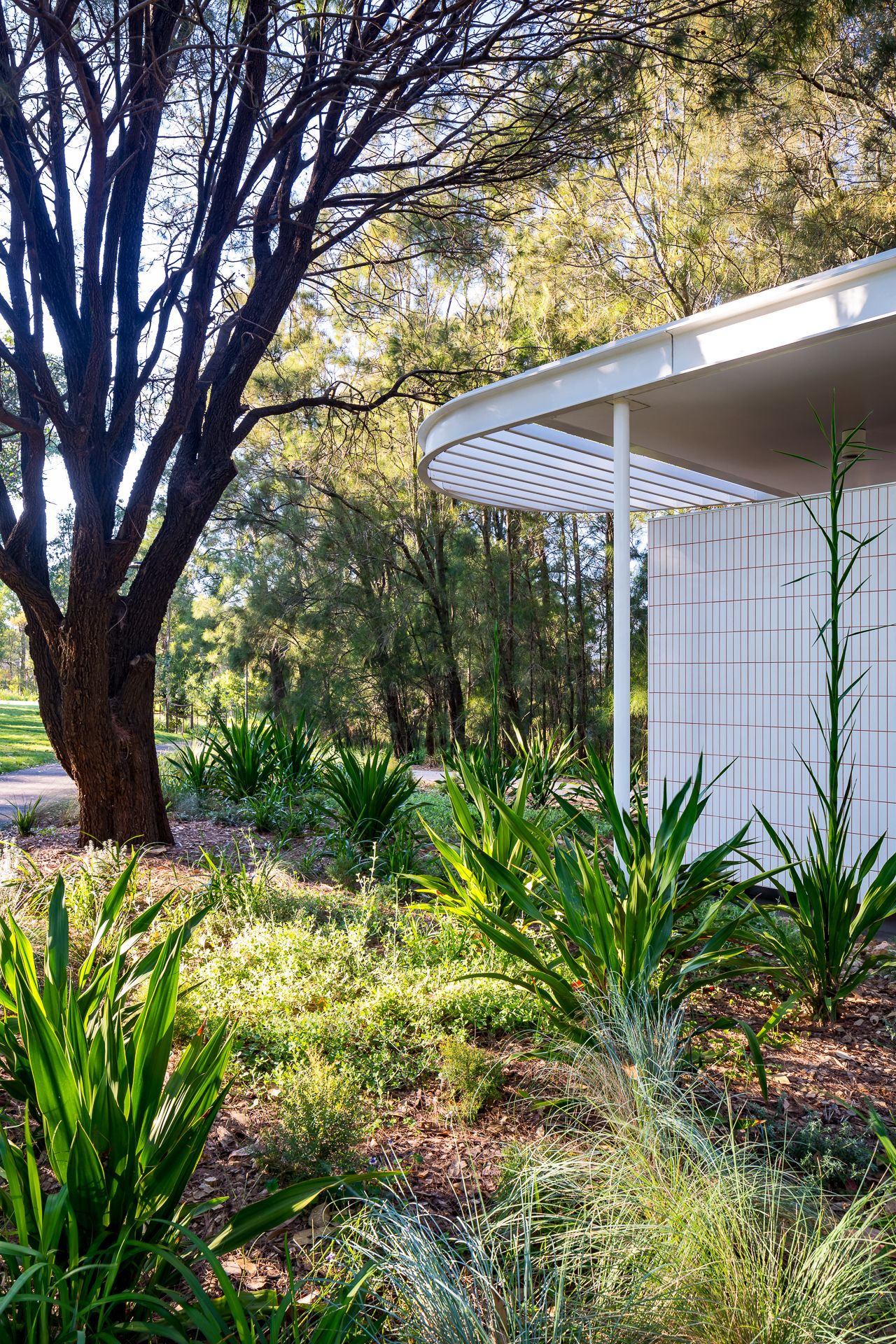 Close-up of a curved white roof edge and tiled wall beside lush native plants and a dark-trunked tree in a leafy park setting.