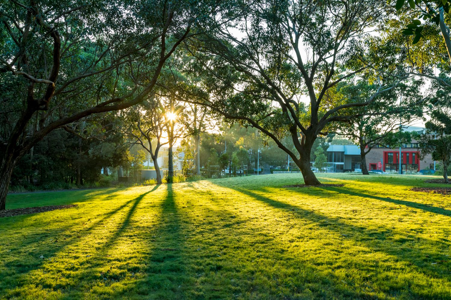 Warm morning sunlight streams through tall trees casting long shadows across a green park lawn with buildings in the distance.