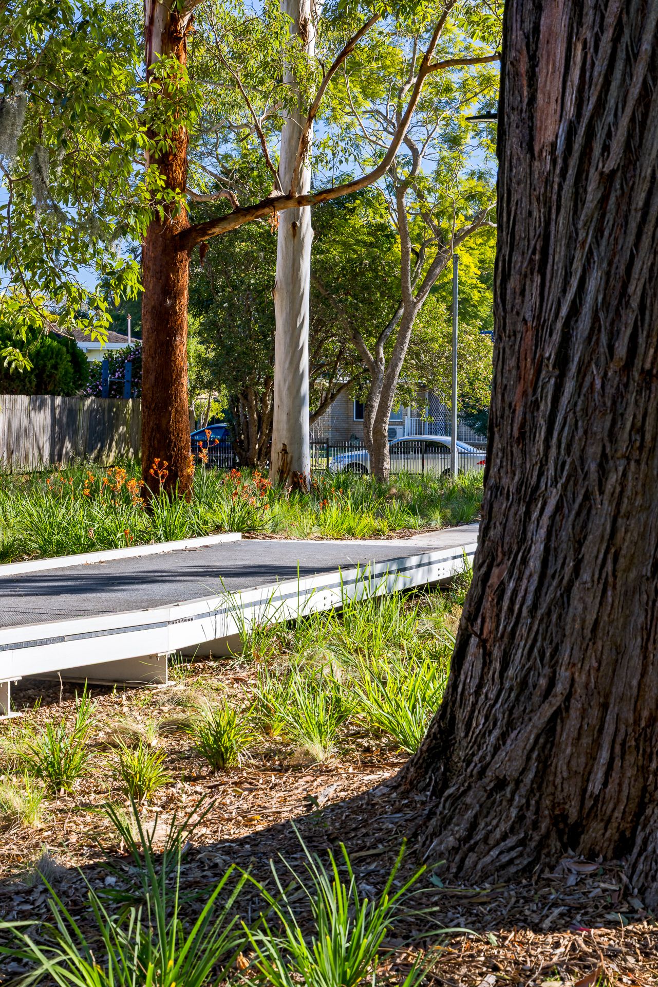 Sunlit boardwalk curves past a large tree trunk and native grasses, with eucalyptus trees and a parked car in the background.