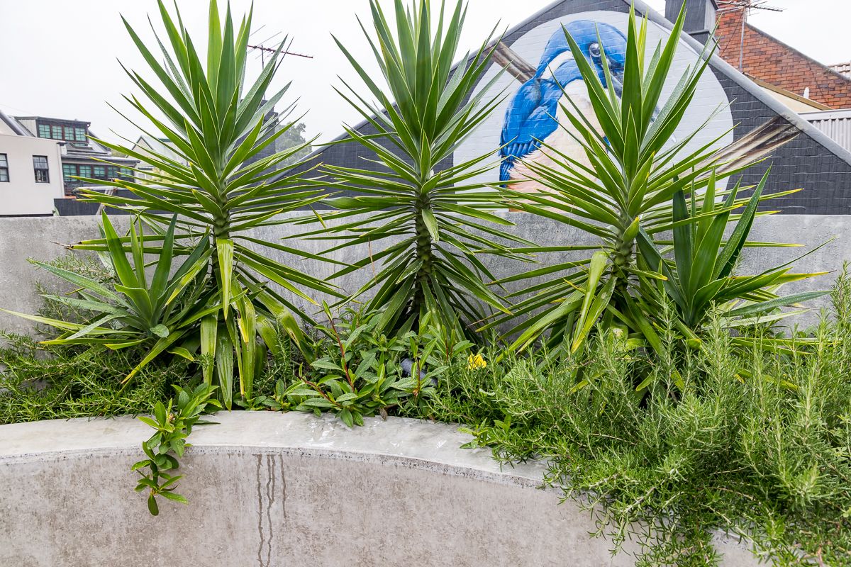 Concrete planter filled with spiky yucca plants and green groundcover, with a colorful mural and rooftops in the background.