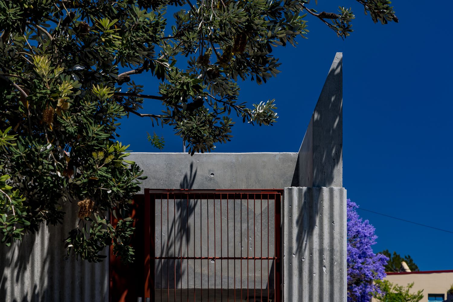 Corrugated concrete wall with rust-framed gate and angled parapet beside a flowering jacaranda and leafy tree.