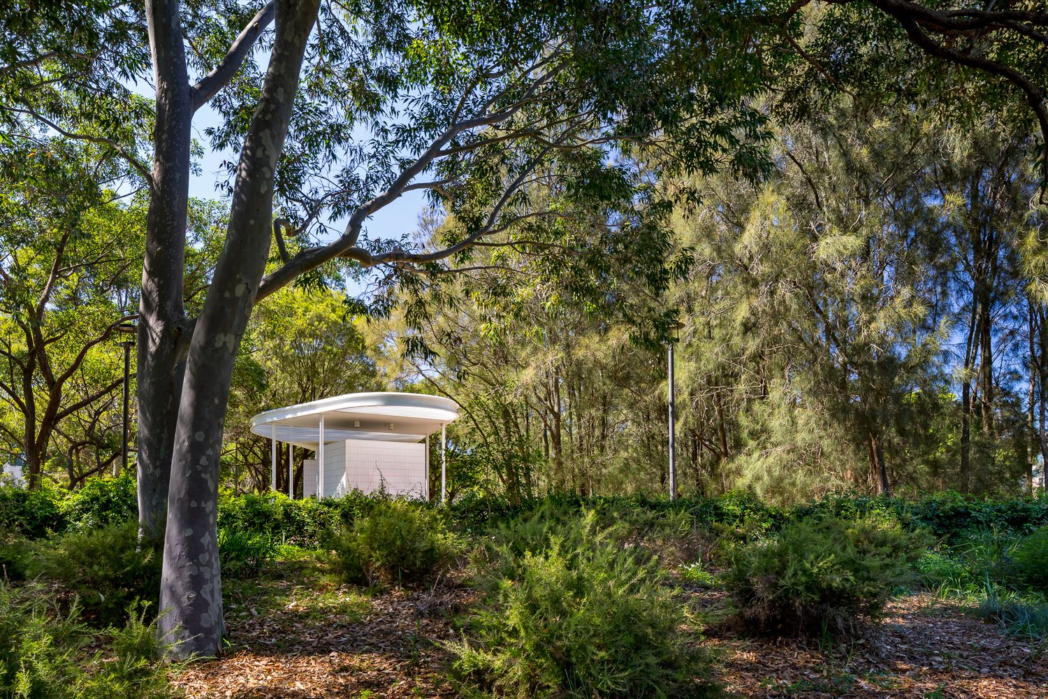 Curved-roof park pavilion partially hidden among tall eucalyptus trees and lush native shrubs under a bright blue sky.