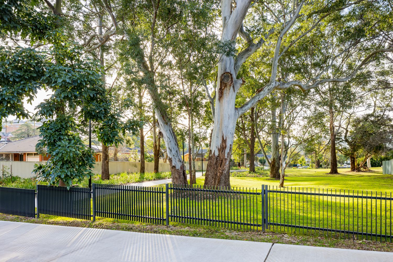 Black metal park fence runs along a concrete path beside a large white-barked eucalyptus tree and open green lawn.