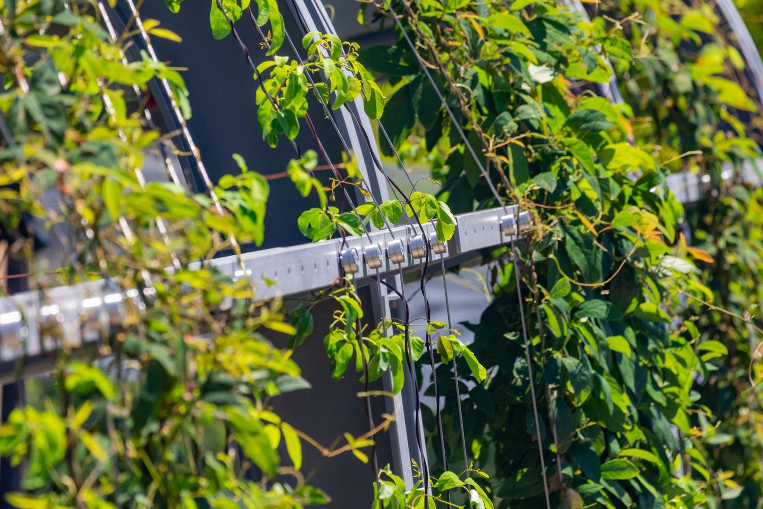 Green climbing vines growing over a metal trellis frame in bright sunlight.