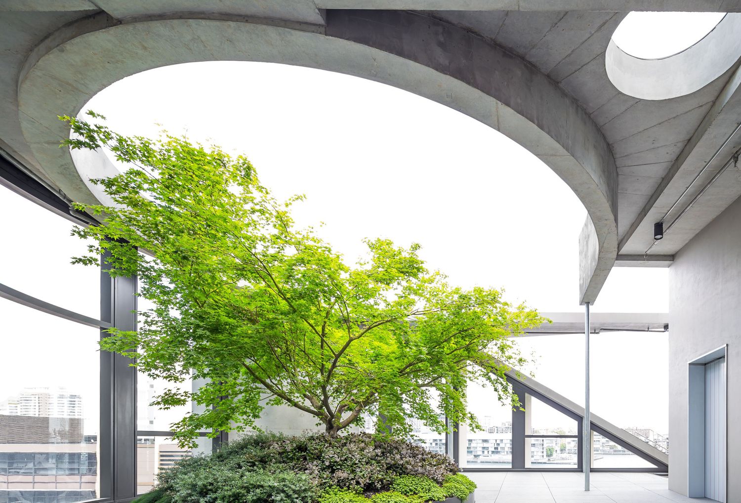 Japanese maple tree growing in a rooftop planter beneath a curved concrete canopy with city views.