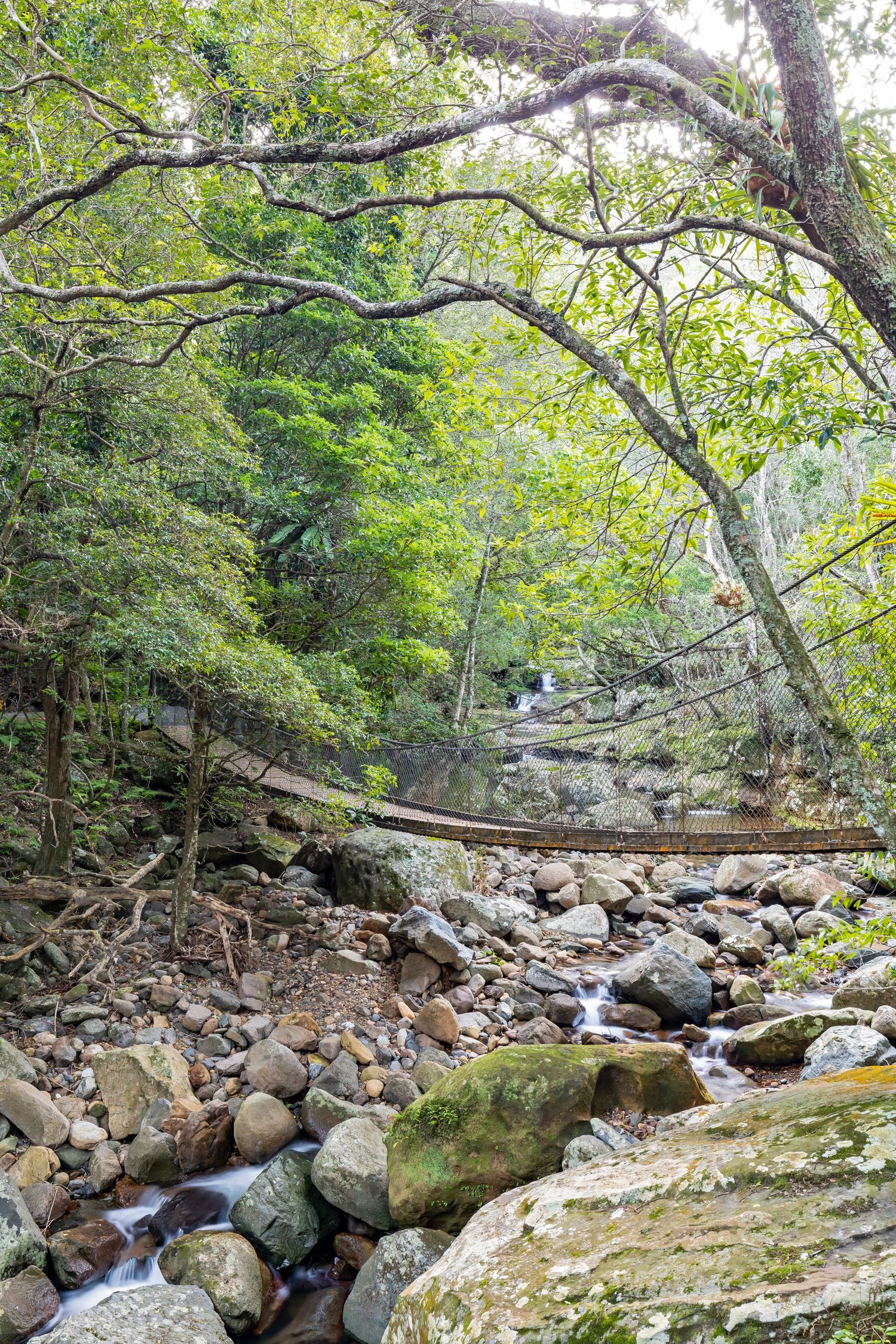Rocky forest creek with mossy boulders and flowing water beneath green trees, with a rope suspension bridge in the background.