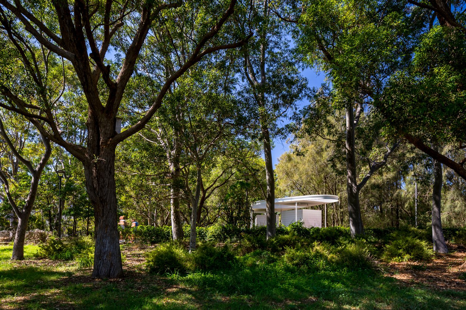 Small modern amenities pavilion with a flat white roof nestled among large gum trees in a leafy park.