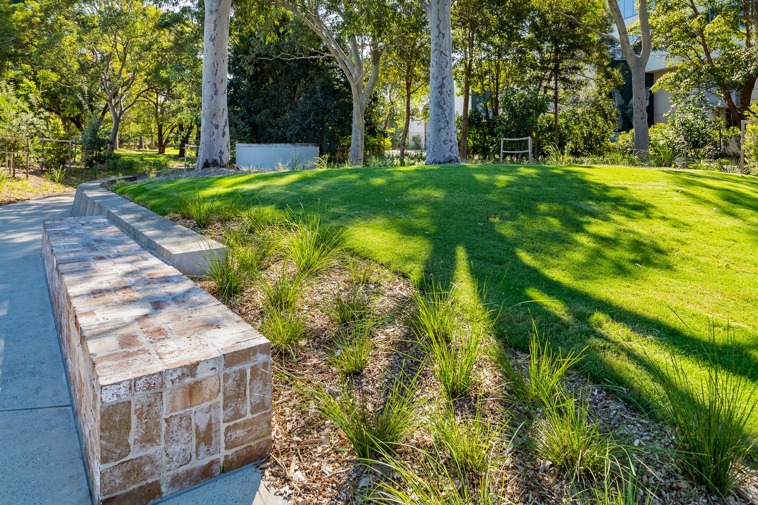 Sloping green lawn beside a sandstone block retaining wall, shaded by tall eucalyptus trees and native grasses at Sydney Park.