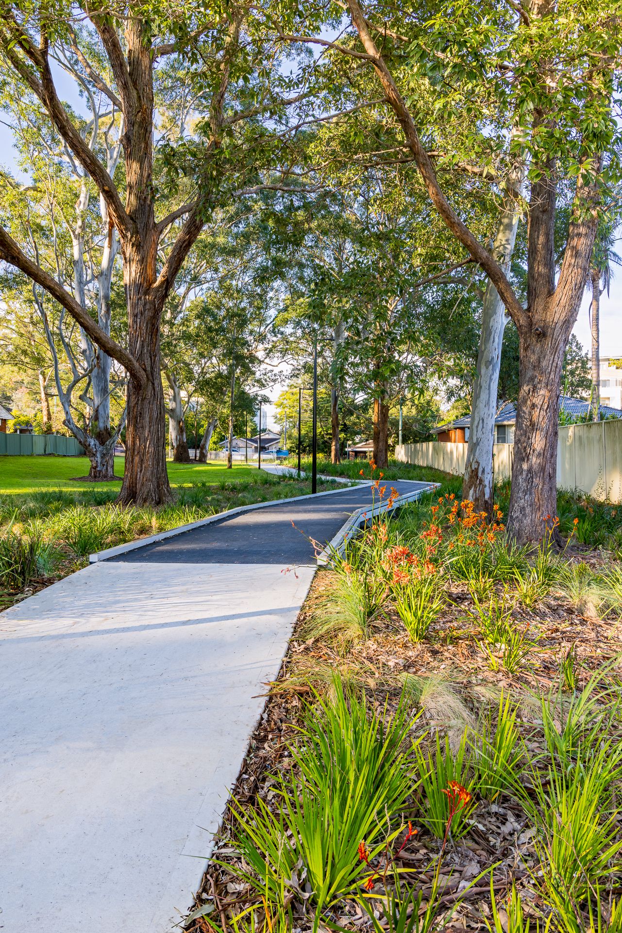 Smooth curved walking path in a park lined with orange-flowering native plants, mulch and tall eucalyptus trees in warm light.