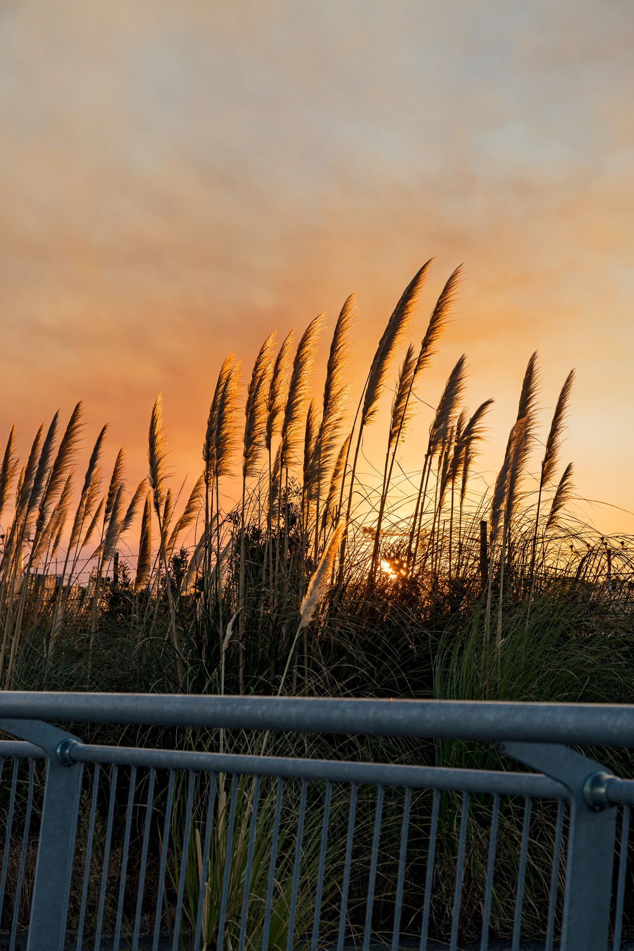Tall pampas grass plumes glow in golden sunset light behind a metal railing against an orange and pink sky.
